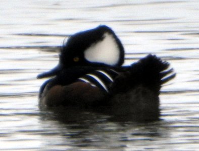 M3-hooded-male.jpg
