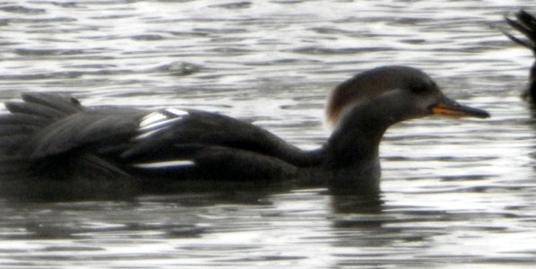 M3-hooded-female.jpg