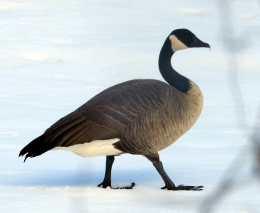 M3-goose.jpg