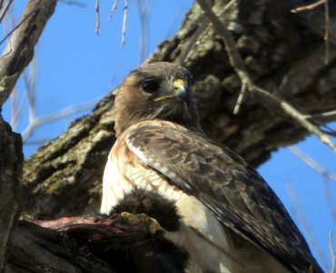 M3-redtailed1.jpg