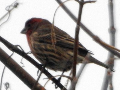 M4-maleFinch.jpg