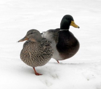M4-mallards.jpg