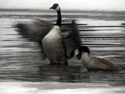 M4-geese.jpg