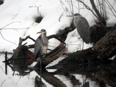 M4-herons.jpg