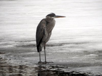 M4-heron1.jpg