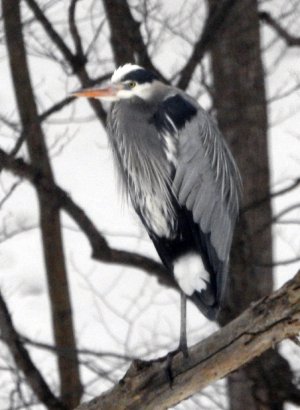 M4-heron2.jpg