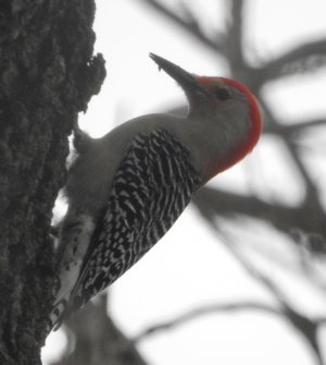 M5-RedBellied.jpg