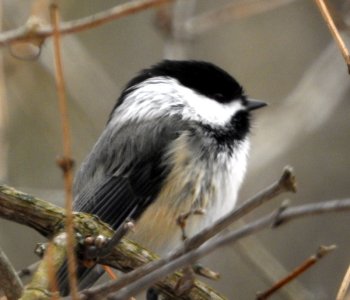 M5-Chickadee1.jpg