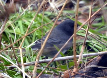 M5-Junco.jpg