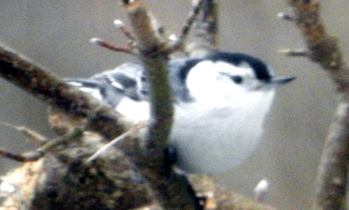 M5-Nuthatch1.jpg