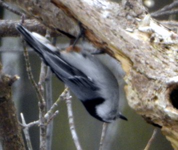 M5-Nuthatch2.jpg