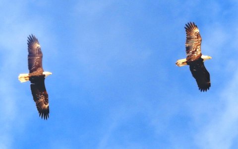 M5-Eagles.jpg