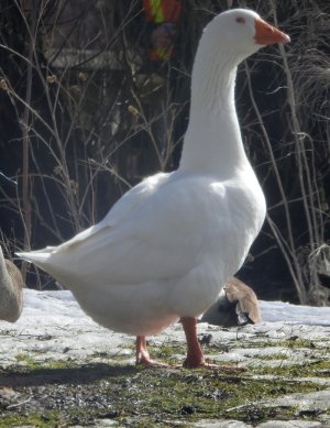 M5-DomesticGoose.jpg