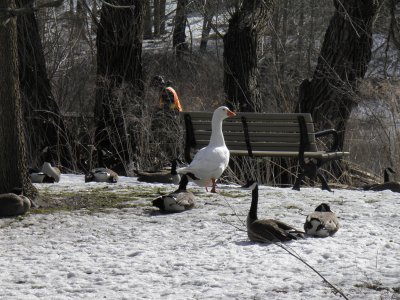 M5-Geese.jpg