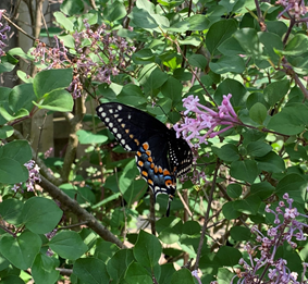butterfly.png butterfly.png