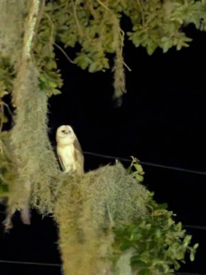 Barn Owl Darien June 2025 - 1 - Smaller.jpg