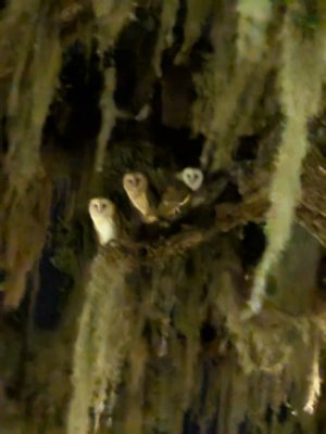 Barn Owl Darien June 2025 - 2 - Smaller.jpg