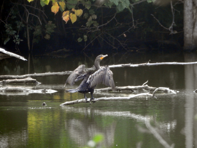 1200-cormorant.png 1200-cormorant.png