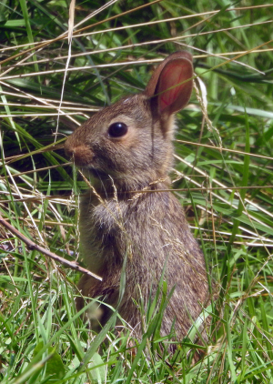 1200-cottontail.png 1200-cottontail.png