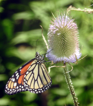 1200-monarch.png 1200-monarch.png