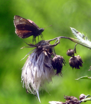 1200-skipper+thistle.png 1200-skipper+thistle.png