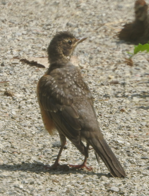 1200-robin.png 1200-robin.png