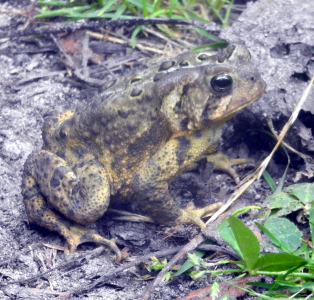 1200-toad.png 1200-toad.png