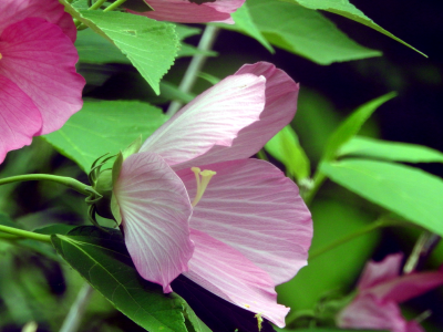 1200-mallow.png 1200-mallow.png