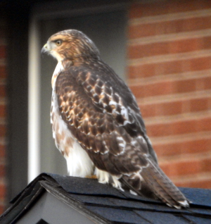 1000-hawk.png 1000-hawk.png