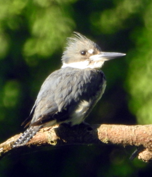 1000-kingfisher.png 1000-kingfisher.png