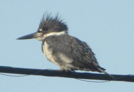 1000-kingfisher2.png 1000-kingfisher2.png