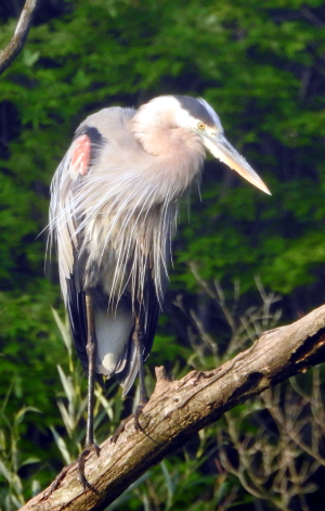 1000-heron3.png 1000-heron3.png