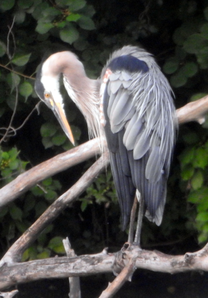 1000-heron1.png 1000-heron1.png
