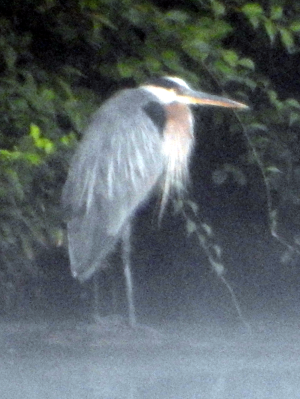 1000-heron2.png 1000-heron2.png