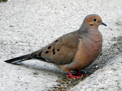 1000-dove.png 1000-dove.png