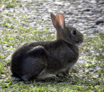 1000-cottontail.png 1000-cottontail.png