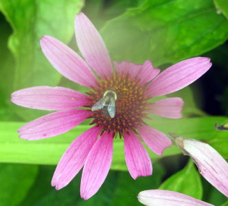 1000-bee.png 1000-bee.png