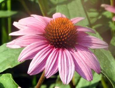 1000-coneflower.png 1000-coneflower.png
