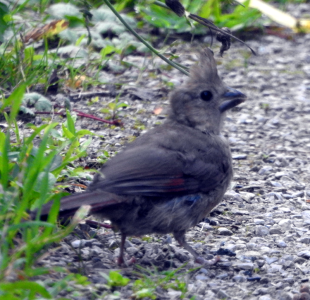 800-cardinal-juv.png 800-cardinal-juv.png