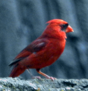800-cardinal-male.png 800-cardinal-male.png