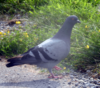 800-pigeon.png 800-pigeon.png