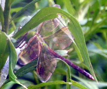 800-darner.png 800-darner.png