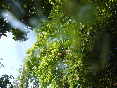 800-canopy.png 800-canopy.png