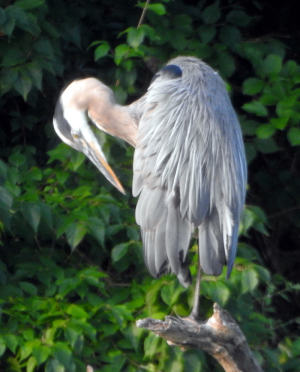 800-heron1.png