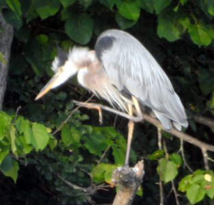 800-heron1scratch.png