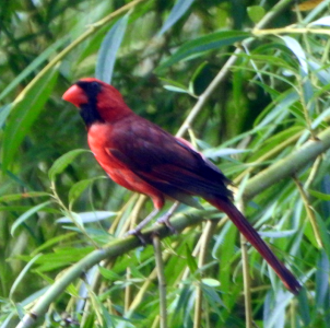 800-cardinal.png