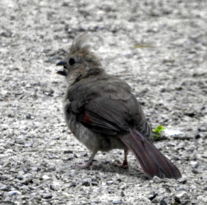 800-cardinal-juvie.png