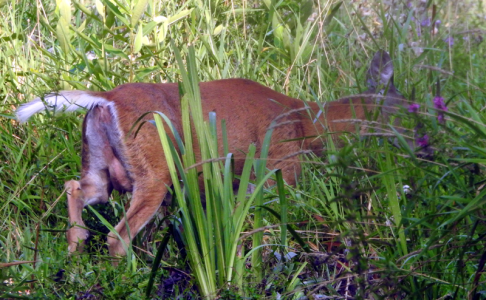 800-deer.png