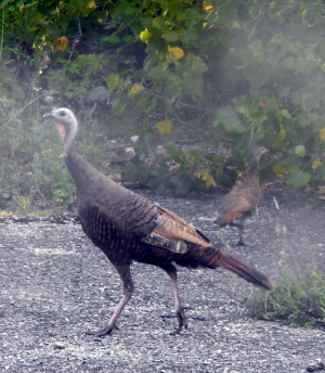 800-turkeys.png
