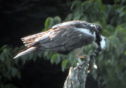 800-osprey1.png
